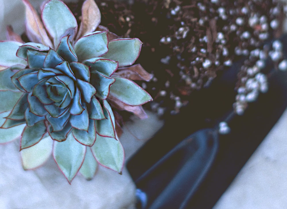 Renewable Energy Reaches Worldwide Feasibility